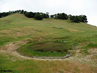 tiger salamander habitat