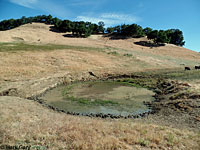 tiger salamander habitat