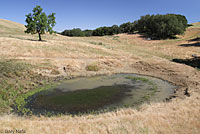 tiger salamander habitat