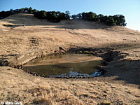 tiger salamander habitat