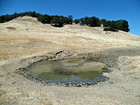 tiger salamander habitat