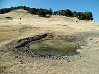 tiger salamander habitat