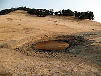 tiger salamander habitat