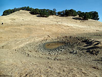 tiger salamander habitat