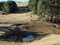 tiger salamander habitat