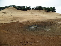 tiger salamander habitat