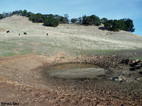 tiger salamander habitat