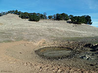 tiger salamander habitat