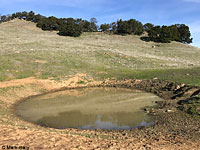 tiger salamander habitat