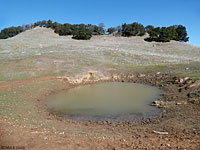 tiger salamander habitat