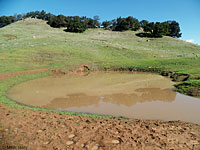 tiger salamander habitat