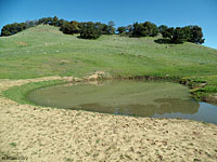 tiger salamander habitat