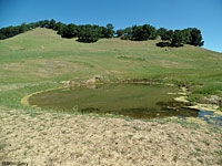 tiger salamander habitat