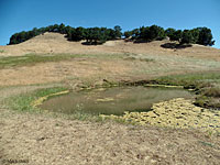 tiger salamander habitat