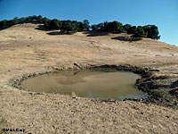 tiger salamander habitat