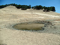 tiger salamander habitat