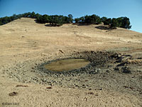 tiger salamander habitat