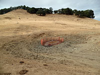 tiger salamander habitat