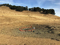 tiger salamander habitat