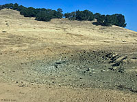 tiger salamander habitat