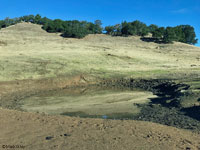 tiger salamander habitat