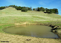 tiger salamander habitat