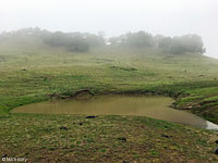 tiger salamander habitat