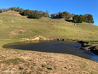 tiger salamander habitat