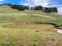 tiger salamander habitat