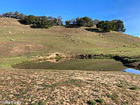 tiger salamander habitat