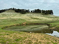 tiger salamander habitat