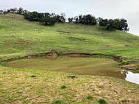 tiger salamander habitat