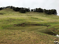 tiger salamander habitat