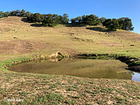 tiger salamander habitat