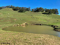 tiger salamander habitat