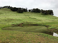 tiger salamander habitat