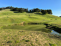 tiger salamander habitat