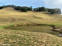 tiger salamander habitat