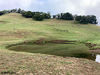 tiger salamander habitat