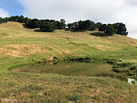 tiger salamander habitat