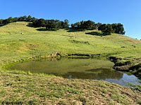 tiger salamander habitat