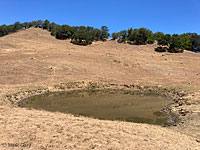 tiger salamander habitat