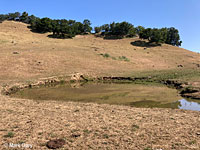 tiger salamander habitat