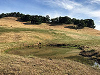 tiger salamander habitat