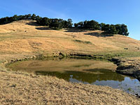 tiger salamander habitat