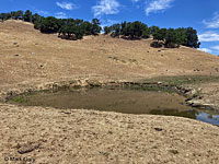 tiger salamander habitat