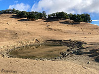 tiger salamander habitat