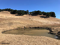 tiger salamander habitat