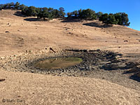 tiger salamander habitat