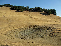 tiger salamander habitat